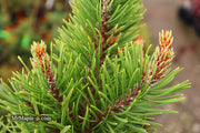 - Pinus contorta 'Willow Creek' Dwarf Shore Pine Tree - Mr Maple │ Buy Japanese Maple Trees