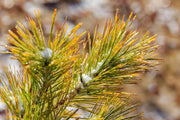 - Pinus densiflora 'Aurea' Golden Japanese Red Pine Tree - Mr Maple │ Buy Japanese Maple Trees