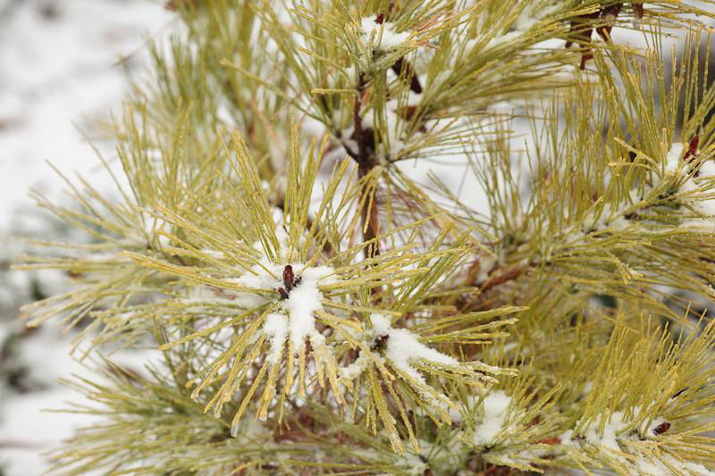 - Pinus densiflora 'Aurea' Golden Japanese Red Pine Tree - Mr Maple │ Buy Japanese Maple Trees