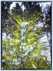 - Pinus densiflora 'Cesarini Variegated' Variegated Japanese Red Pine Tree - Mr Maple │ Buy Japanese Maple Trees