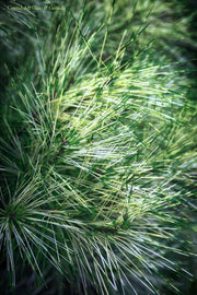 - Pinus densiflora 'Cesarini Variegated' Variegated Japanese Red Pine Tree - Mr Maple │ Buy Japanese Maple Trees