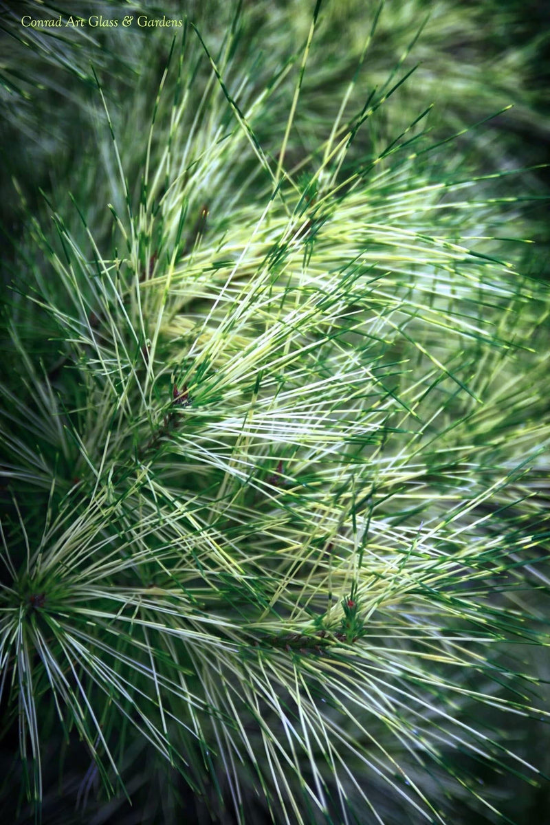 - Pinus densiflora 'Cesarini Variegated' Variegated Japanese Red Pine Tree - Mr Maple │ Buy Japanese Maple Trees