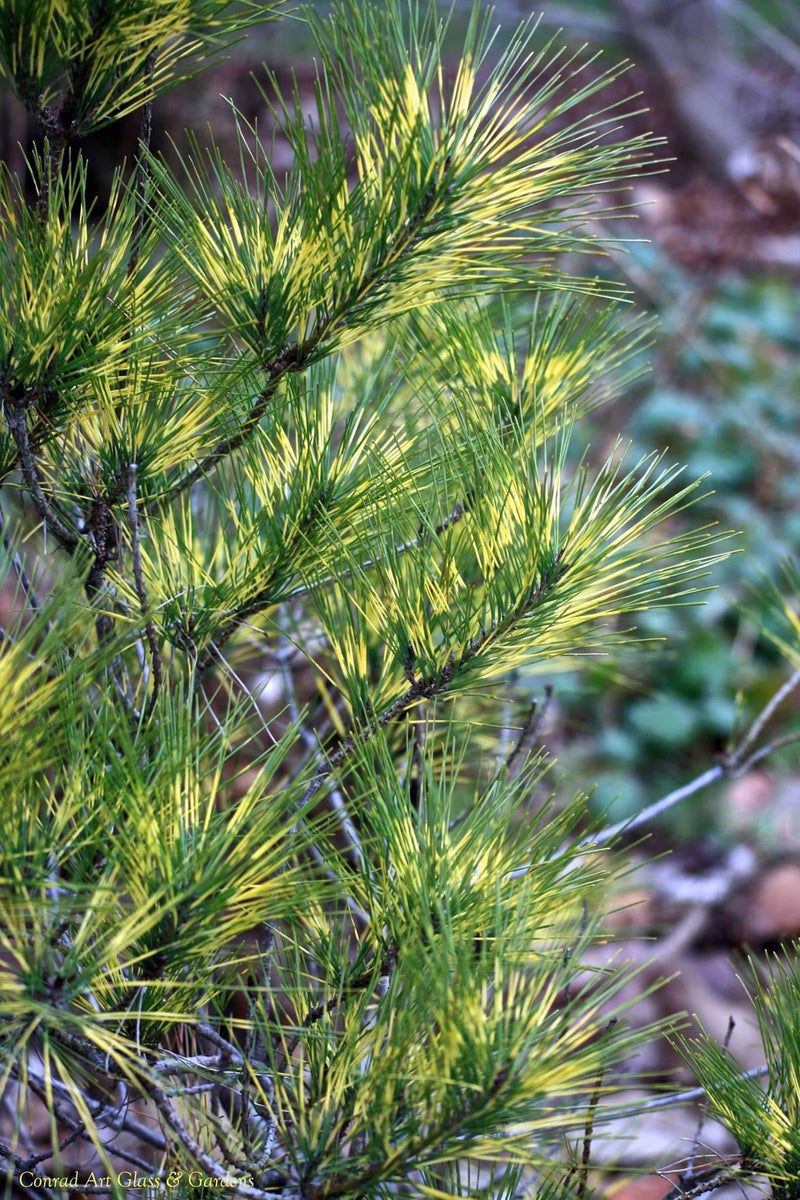 - Pinus densiflora 'Cesarini Variegated' Variegated Japanese Red Pine Tree - Mr Maple │ Buy Japanese Maple Trees