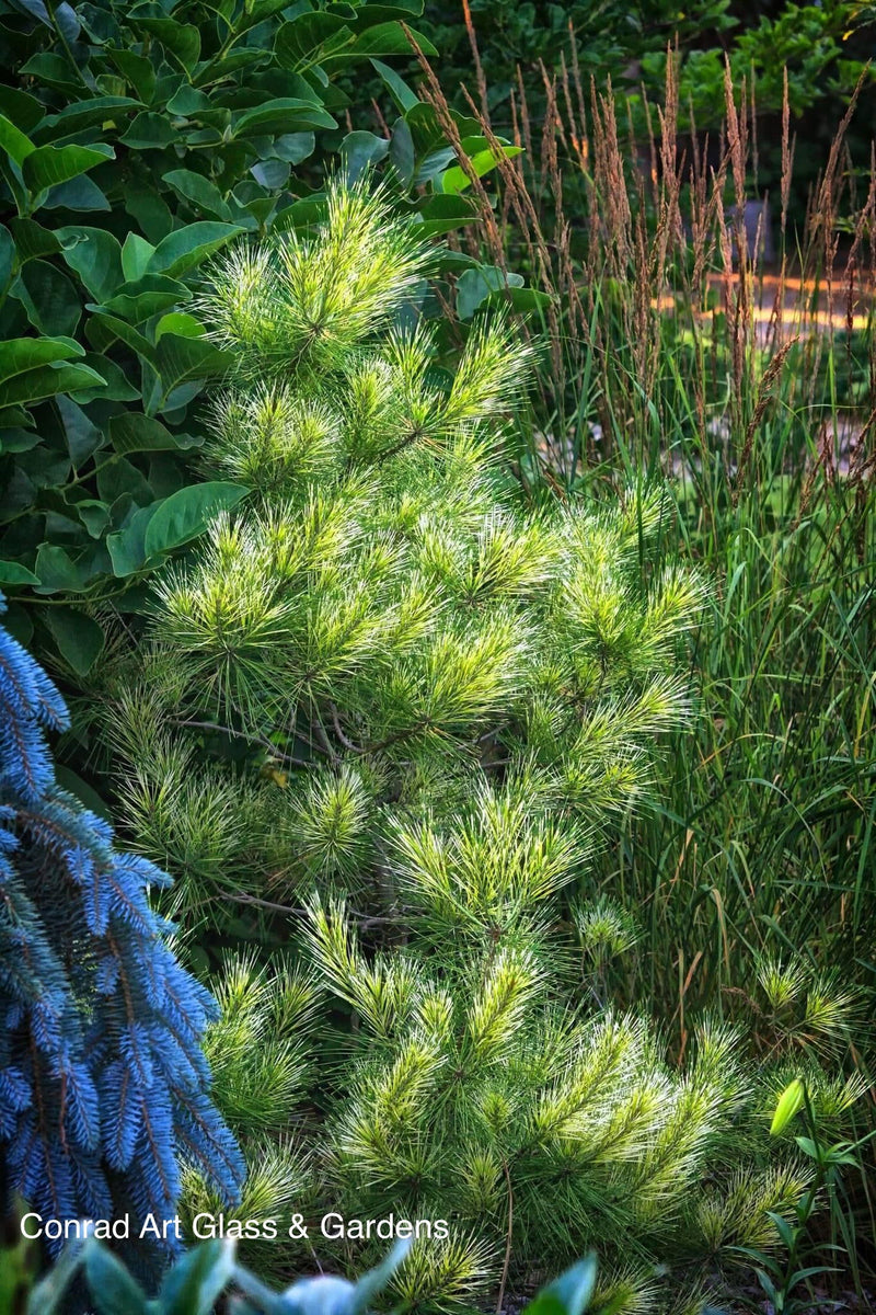 - Pinus densiflora 'Cesarini Variegated' Variegated Japanese Red Pine Tree - Mr Maple │ Buy Japanese Maple Trees