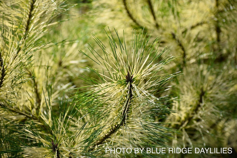 - Pinus densiflora 'Cesarini Variegated' Variegated Japanese Red Pine Tree - Mr Maple │ Buy Japanese Maple Trees