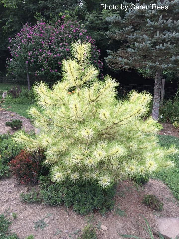 - Pinus densiflora 'Golden Ghost' Variegated Japanese Red Pine Tree - Mr Maple │ Buy Japanese Maple Trees