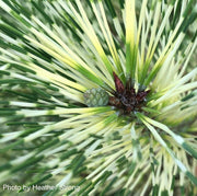 - Pinus densiflora 'Golden Ghost' Variegated Japanese Red Pine Tree - Mr Maple │ Buy Japanese Maple Trees