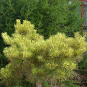 - Pinus densiflora 'Golden Ghost' Variegated Japanese Red Pine Tree - Mr Maple │ Buy Japanese Maple Trees
