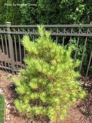 - Pinus densiflora 'Golden Ghost' Variegated Japanese Red Pine Tree - Mr Maple │ Buy Japanese Maple Trees