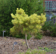 - Pinus densiflora 'Golden Ghost' Variegated Japanese Red Pine Tree - Mr Maple │ Buy Japanese Maple Trees