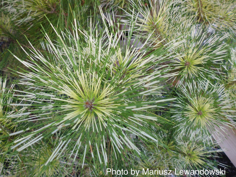 - Pinus densiflora 'Golden Ghost' Variegated Japanese Red Pine Tree - Mr Maple │ Buy Japanese Maple Trees