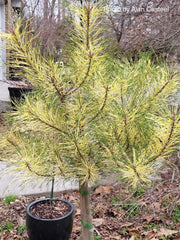 - Pinus densiflora 'Golden Ghost' Variegated Japanese Red Pine Tree - Mr Maple │ Buy Japanese Maple Trees