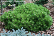 - Pinus densiflora 'Low Glow' Dwarf Japanese Red Pine Tree - Mr Maple │ Buy Japanese Maple Trees