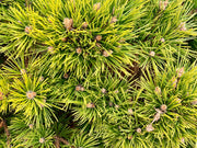 - Pinus densiflora 'Low Glow' Dwarf Japanese Red Pine Tree - Mr Maple │ Buy Japanese Maple Trees