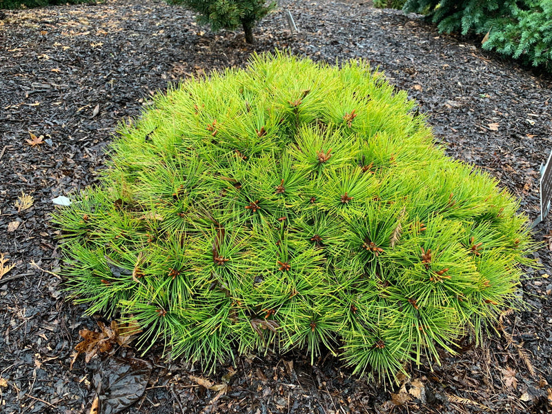 - Pinus densiflora 'Low Glow' Dwarf Japanese Red Pine Tree - Mr Maple │ Buy Japanese Maple Trees