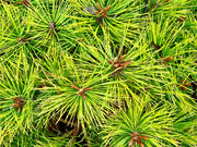 - Pinus densiflora 'Low Glow' Dwarf Japanese Red Pine Tree - Mr Maple │ Buy Japanese Maple Trees
