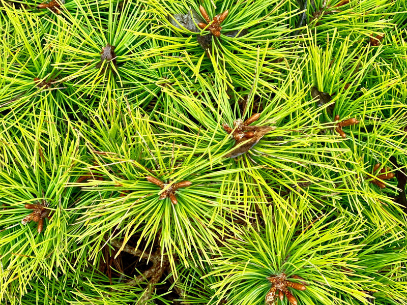 - Pinus densiflora 'Low Glow' Dwarf Japanese Red Pine Tree - Mr Maple │ Buy Japanese Maple Trees