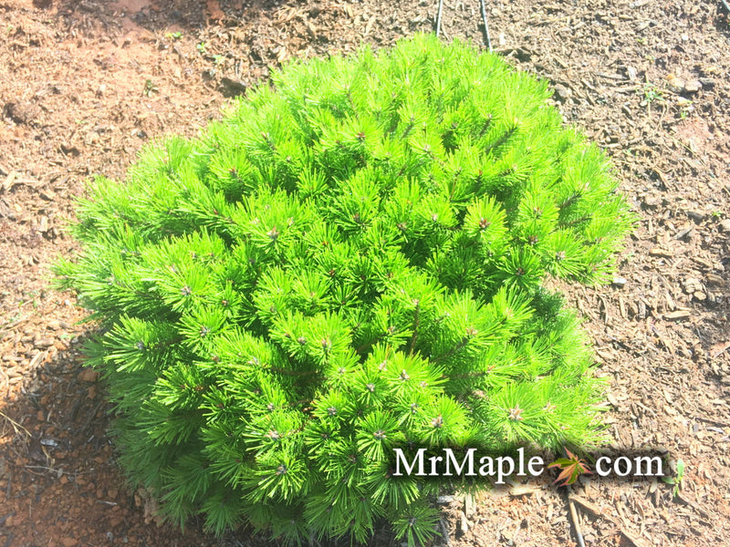 - Pinus densiflora 'Low Glow' Dwarf Japanese Red Pine Tree - Mr Maple │ Buy Japanese Maple Trees