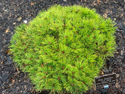 - Pinus densiflora 'Low Glow' Dwarf Japanese Red Pine Tree - Mr Maple │ Buy Japanese Maple Trees