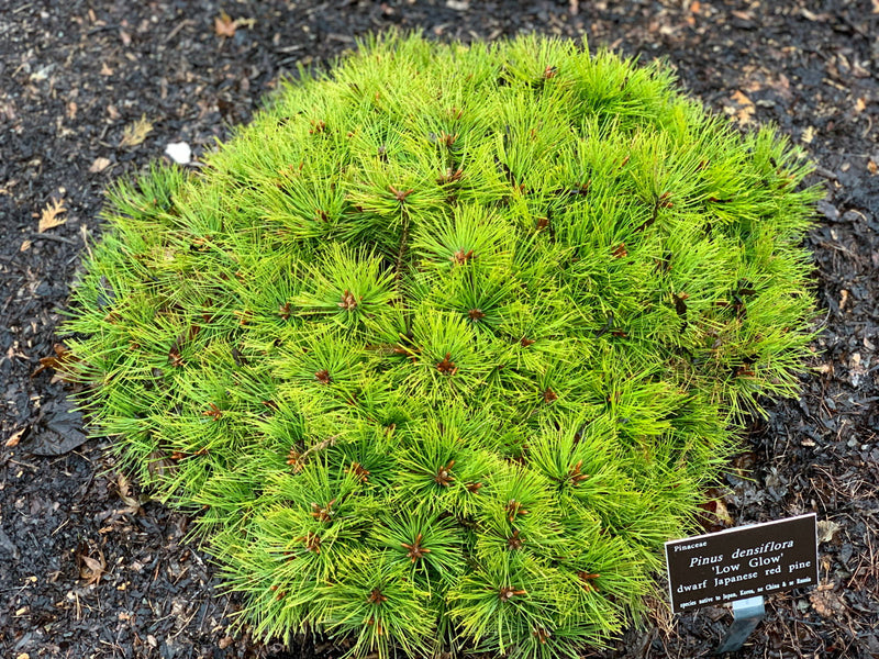 - Pinus densiflora 'Low Glow' Dwarf Japanese Red Pine Tree - Mr Maple │ Buy Japanese Maple Trees