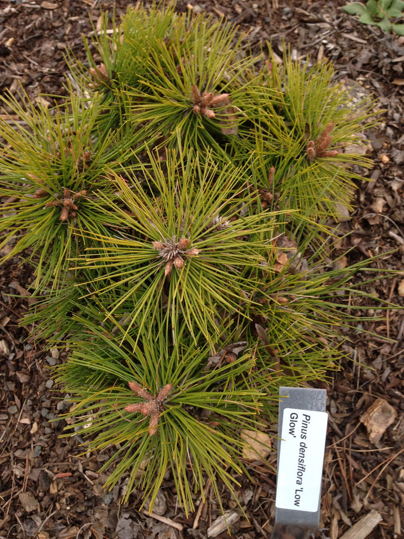 - Pinus densiflora 'Low Glow' Dwarf Japanese Red Pine Tree - Mr Maple │ Buy Japanese Maple Trees
