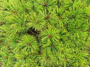 - Pinus densiflora 'Low Glow' Dwarf Japanese Red Pine Tree - Mr Maple │ Buy Japanese Maple Trees