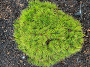- Pinus densiflora 'Low Glow' Dwarf Japanese Red Pine Tree - Mr Maple │ Buy Japanese Maple Trees
