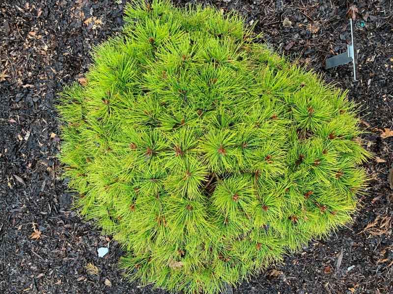 - Pinus densiflora 'Low Glow' Dwarf Japanese Red Pine Tree - Mr Maple │ Buy Japanese Maple Trees