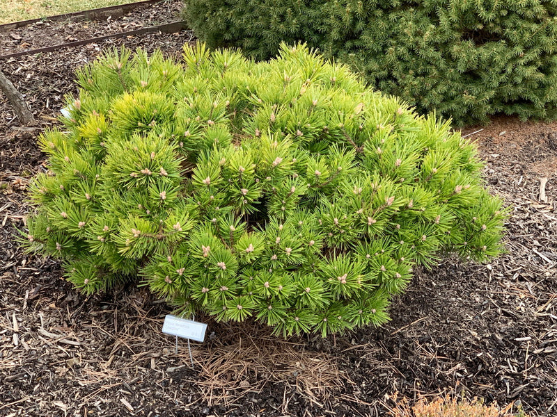 - Pinus densiflora 'Low Glow' Dwarf Japanese Red Pine Tree - Mr Maple │ Buy Japanese Maple Trees