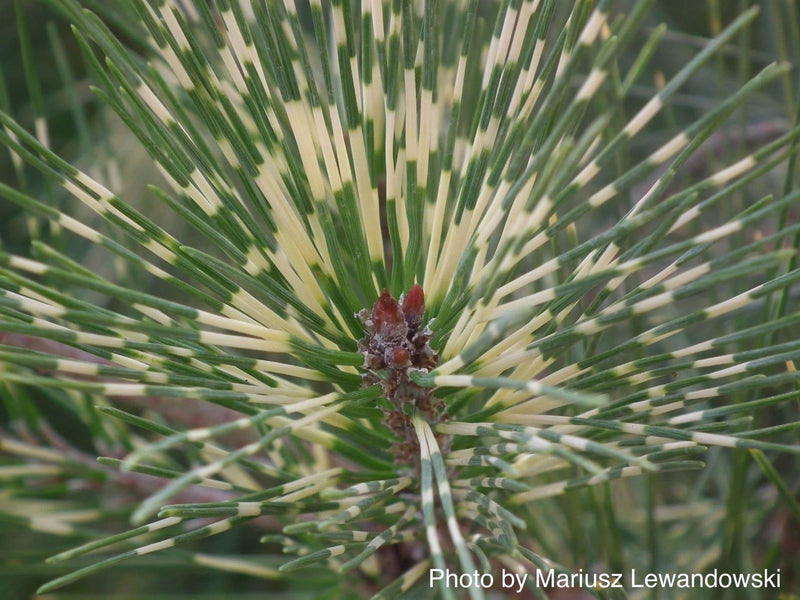 - Pinus densiflora 'Oculus Draconis' Eye of the Dragon Variegated Japanese Red Pine - Mr Maple │ Buy Japanese Maple Trees