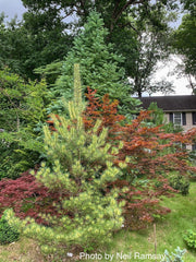 - Pinus densiflora 'Oculus Draconis' Eye of the Dragon Variegated Japanese Red Pine - Mr Maple │ Buy Japanese Maple Trees