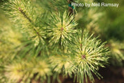 - Pinus densiflora 'Oculus Draconis' Eye of the Dragon Variegated Japanese Red Pine - Mr Maple │ Buy Japanese Maple Trees