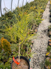 - Pinus densiflora 'Oculus Draconis' Eye of the Dragon Variegated Japanese Red Pine - Mr Maple │ Buy Japanese Maple Trees