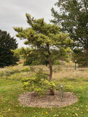 - Pinus densiflora 'Oculus Draconis' Eye of the Dragon Variegated Japanese Red Pine - Mr Maple │ Buy Japanese Maple Trees