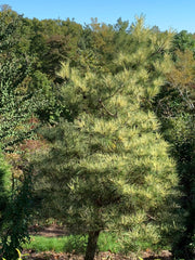 - Pinus densiflora 'Oculus Draconis' Eye of the Dragon Variegated Japanese Red Pine - Mr Maple │ Buy Japanese Maple Trees