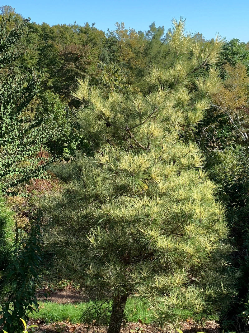 - Pinus densiflora 'Oculus Draconis' Eye of the Dragon Variegated Japanese Red Pine - Mr Maple │ Buy Japanese Maple Trees