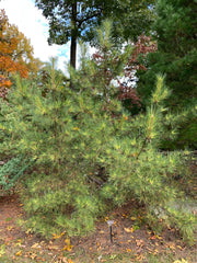 - Pinus densiflora 'Oculus Draconis' Eye of the Dragon Variegated Japanese Red Pine - Mr Maple │ Buy Japanese Maple Trees