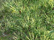 - Pinus densiflora 'Oculus Draconis' Eye of the Dragon Variegated Japanese Red Pine - Mr Maple │ Buy Japanese Maple Trees