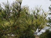 - Pinus densiflora 'Oculus Draconis' Eye of the Dragon Variegated Japanese Red Pine - Mr Maple │ Buy Japanese Maple Trees