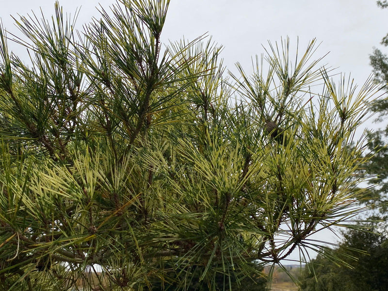 - Pinus densiflora 'Oculus Draconis' Eye of the Dragon Variegated Japanese Red Pine - Mr Maple │ Buy Japanese Maple Trees