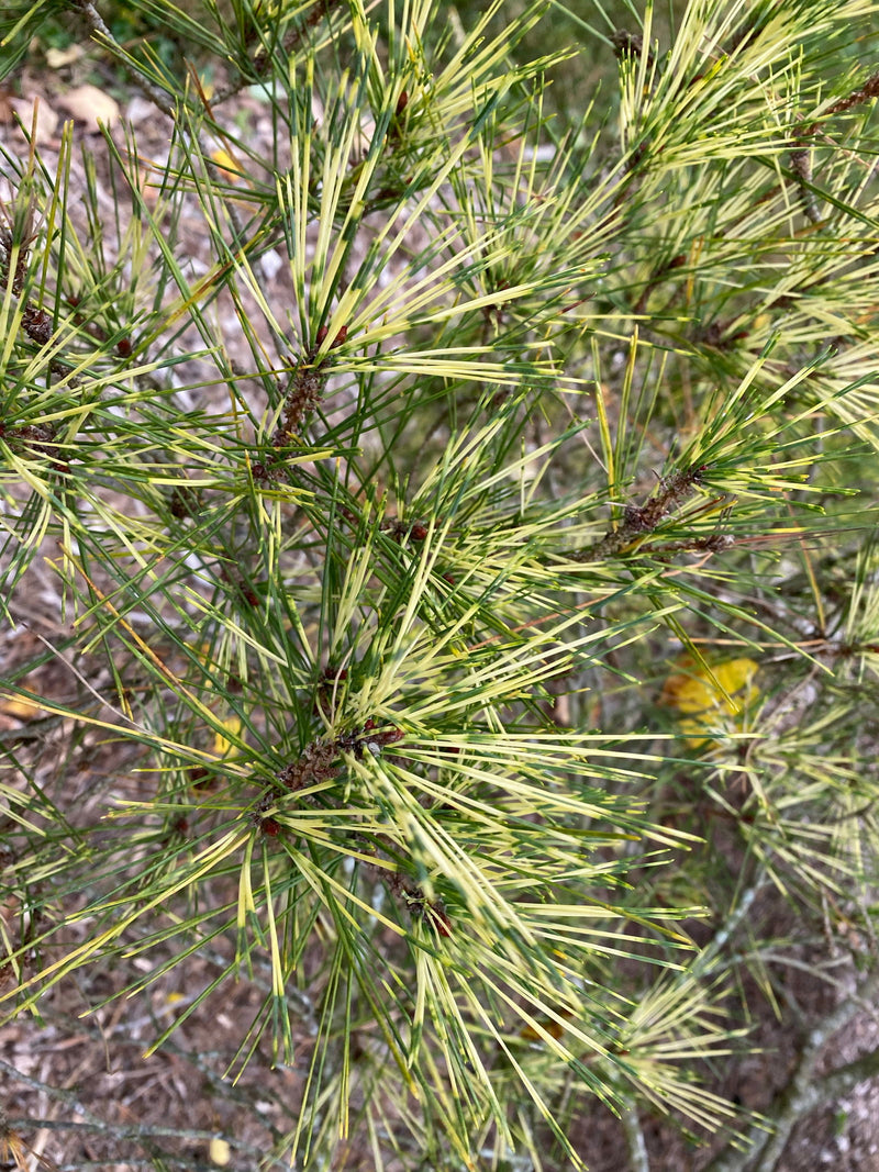 - Pinus densiflora 'Oculus Draconis' Eye of the Dragon Variegated Japanese Red Pine - Mr Maple │ Buy Japanese Maple Trees