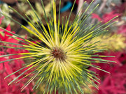 - Pinus densiflora 'Oculus Draconis' Eye of the Dragon Variegated Japanese Red Pine - Mr Maple │ Buy Japanese Maple Trees