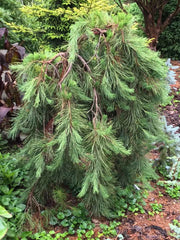 - Pinus densiflora 'Pendula' Weeping Japanese Red Pine Tree - Mr Maple │ Buy Japanese Maple Trees