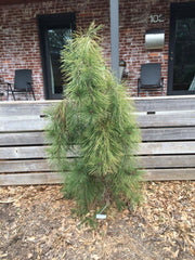- Pinus densiflora 'Pendula' Weeping Japanese Red Pine Tree - Mr Maple │ Buy Japanese Maple Trees