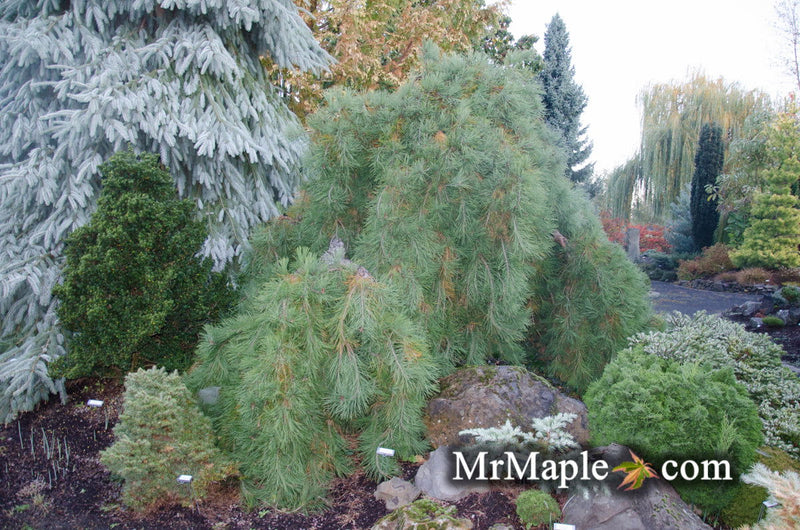 - Pinus densiflora 'Pendula' Weeping Japanese Red Pine Tree - Mr Maple │ Buy Japanese Maple Trees