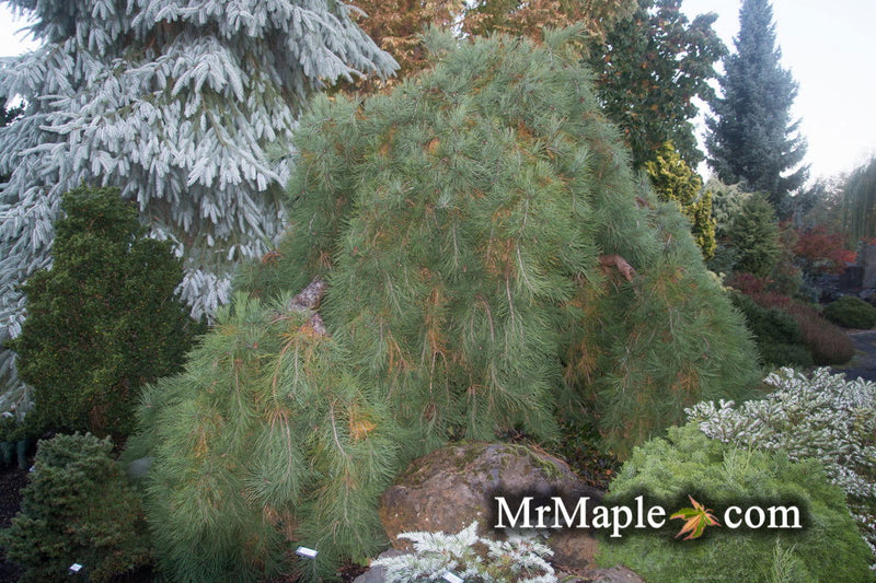- Pinus densiflora 'Pendula' Weeping Japanese Red Pine Tree - Mr Maple │ Buy Japanese Maple Trees