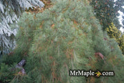 - Pinus densiflora 'Pendula' Weeping Japanese Red Pine Tree - Mr Maple │ Buy Japanese Maple Trees