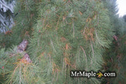 - Pinus densiflora 'Pendula' Weeping Japanese Red Pine Tree - Mr Maple │ Buy Japanese Maple Trees