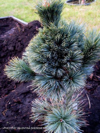 - Pinus flexilis 'Cesarini Blue' Blue Limber Pine - Mr Maple │ Buy Japanese Maple Trees