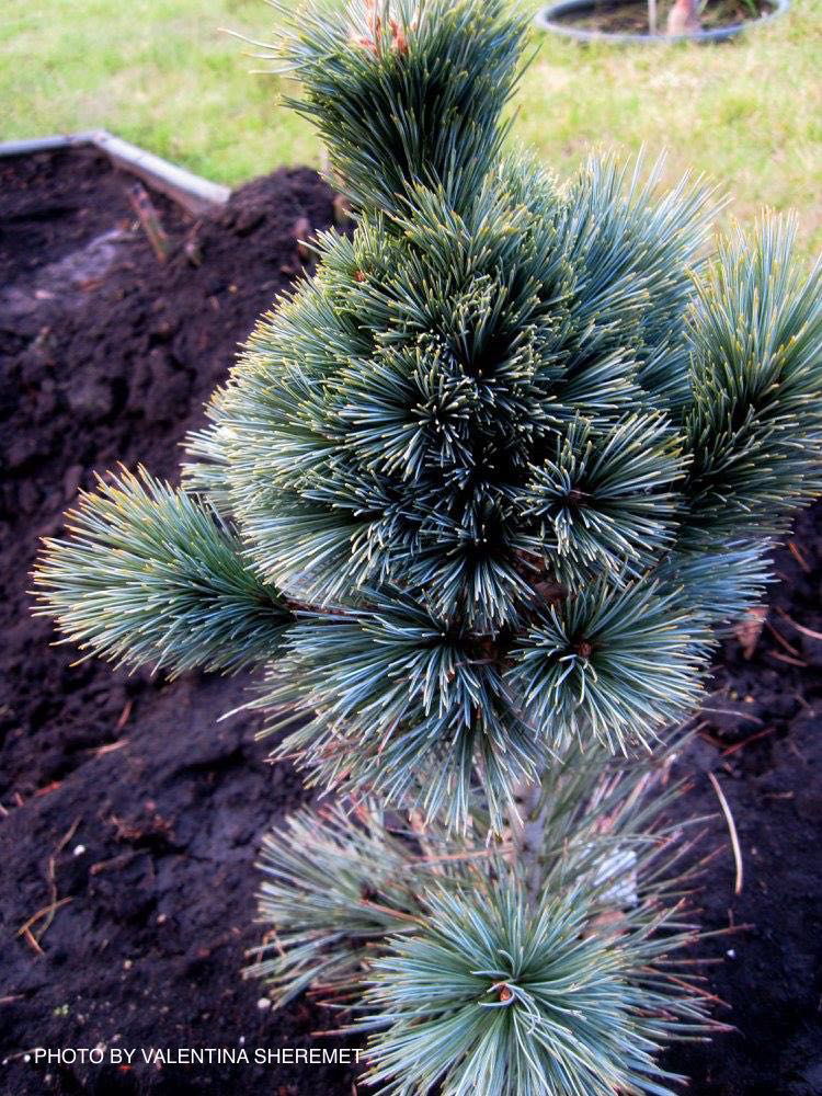 - Pinus flexilis 'Cesarini Blue' Blue Limber Pine - Mr Maple │ Buy Japanese Maple Trees